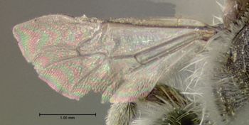 Media type: image;   Entomology 610873 Aspect: hind wing